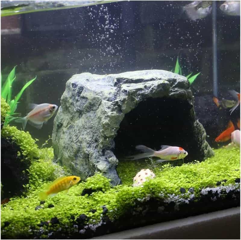 Reptile Rock Hide Cave