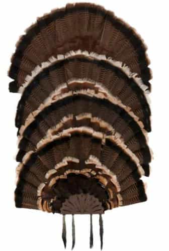 Allen Ez Mount Stacked Turkey Fan Mount Holds 5 Fans