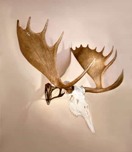 Skull Hooker Big Hooker Robust Brown