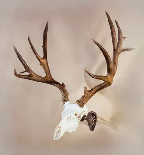 Skull Hooker Little Hooker Powder Coat Brown